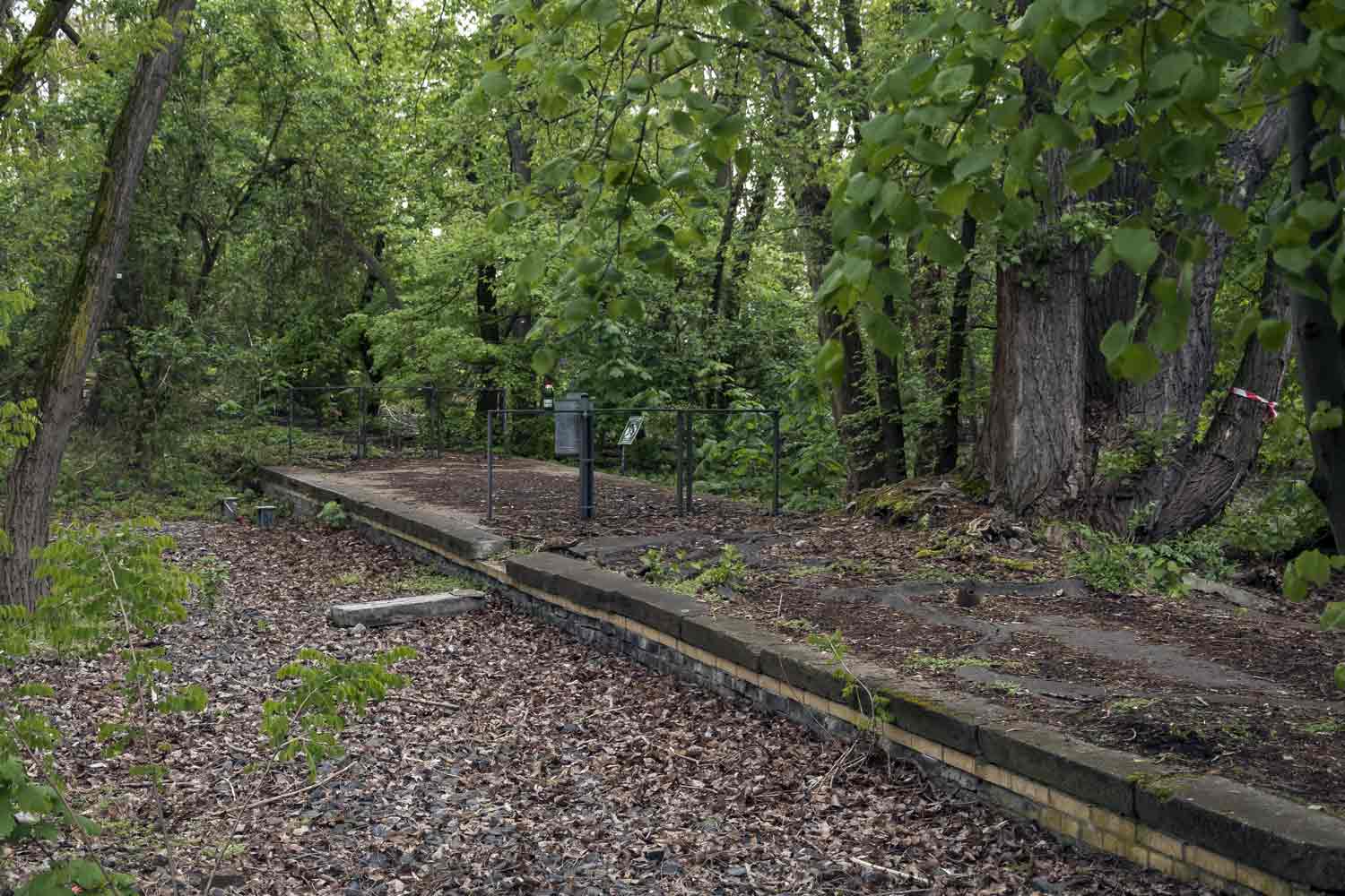Wildwuchs in den Gleisanlagen im unmittelbaren Vorfeld des Bahnhofs Die Bahnsteigkante am Gleis 1