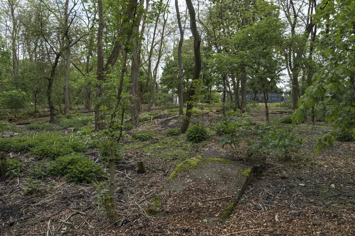 Wildwuchs und Tristesse im Niemandsland des Elise-Tilse-Parks Bahnhofsreste im Wildwuchs