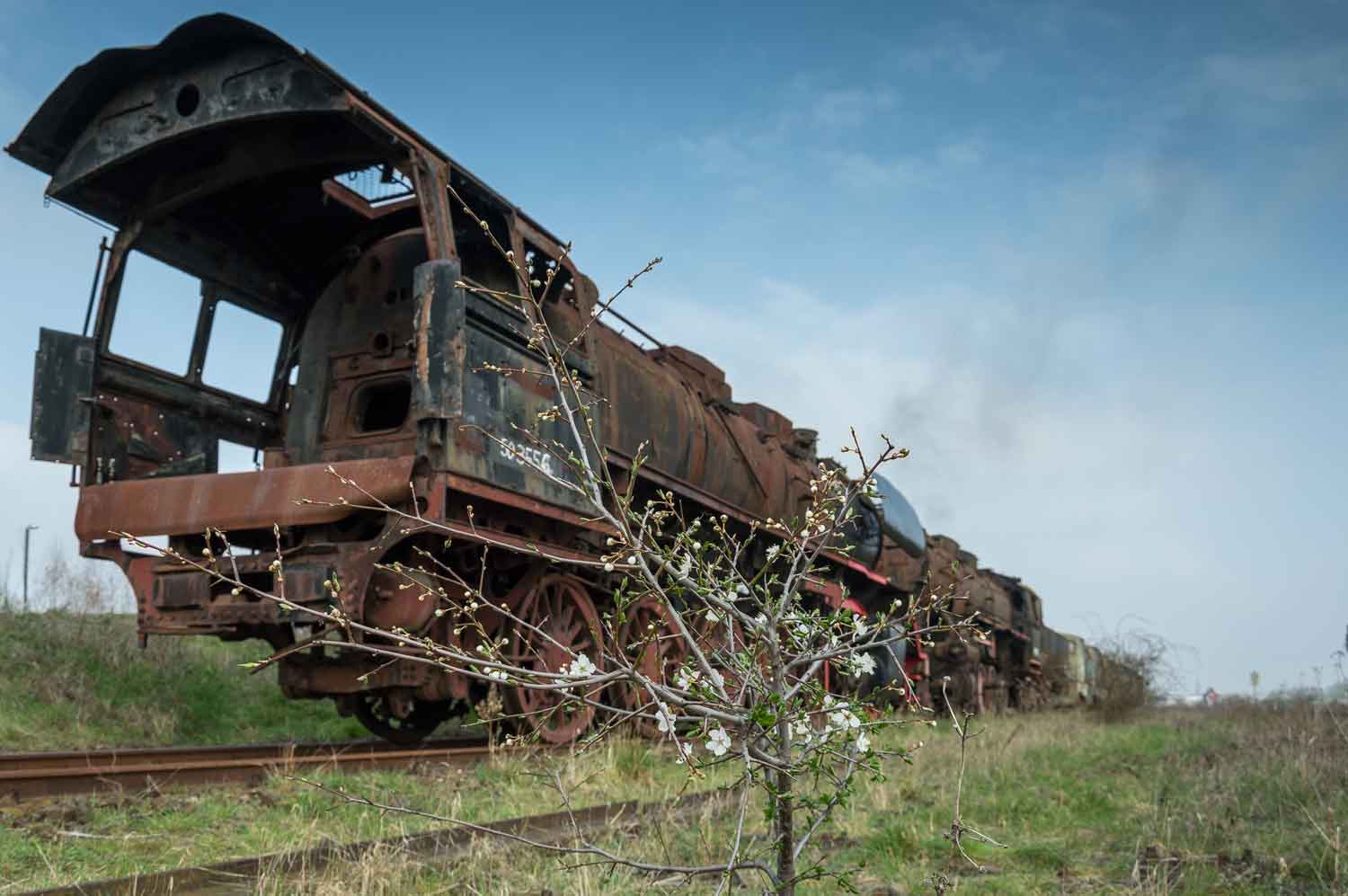 Blühender Strauch vor den Resten von 50 3556 im März 2019 in Staßfurt Dampfloktorso in Landschaft