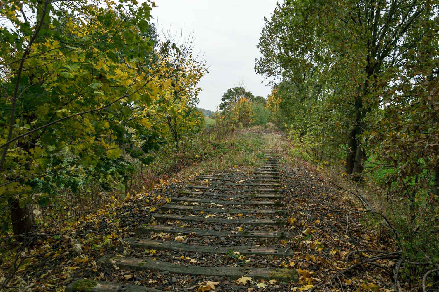 Wachsende Natur am sanierten Gleis