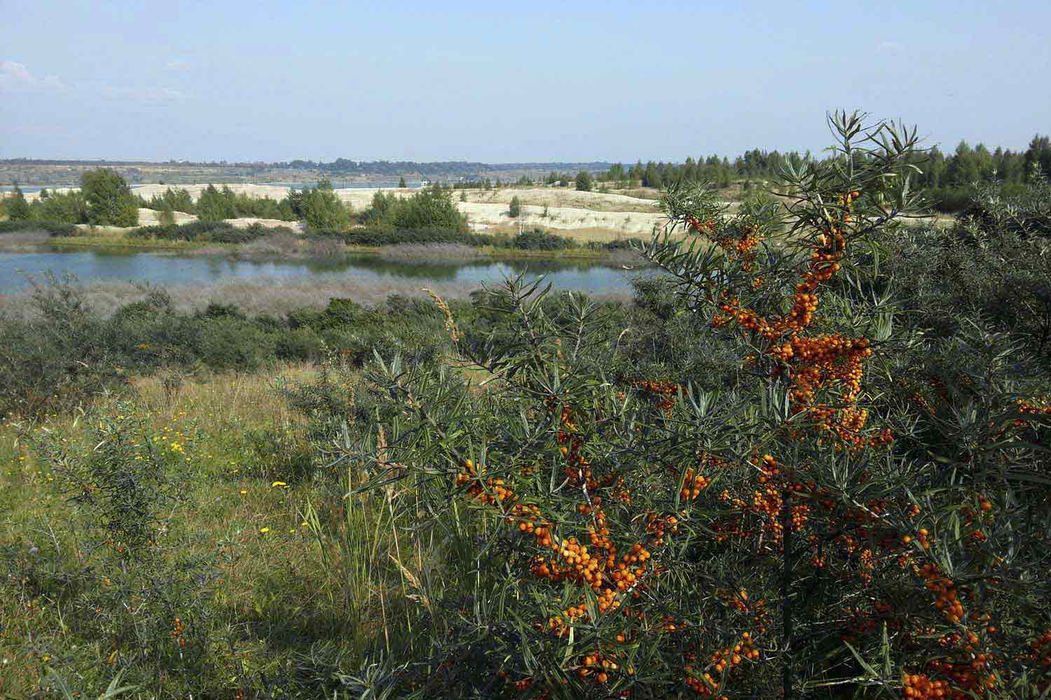 Sanddornstrauch in Restloch