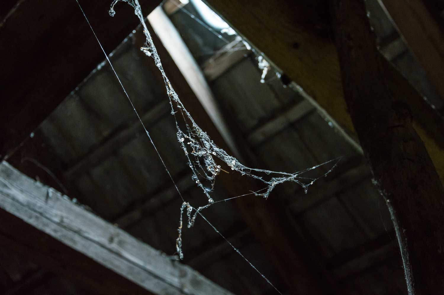 Spinnweben auf dem Dachboden