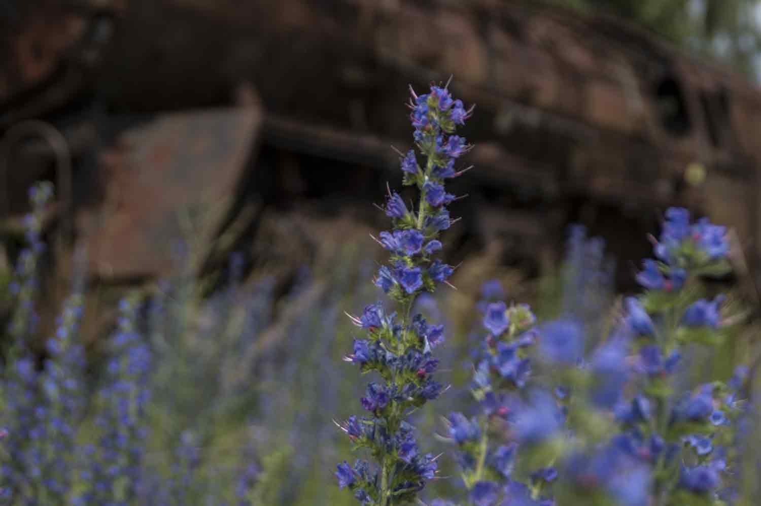 Blaue Blumen vor Schrott-Lok