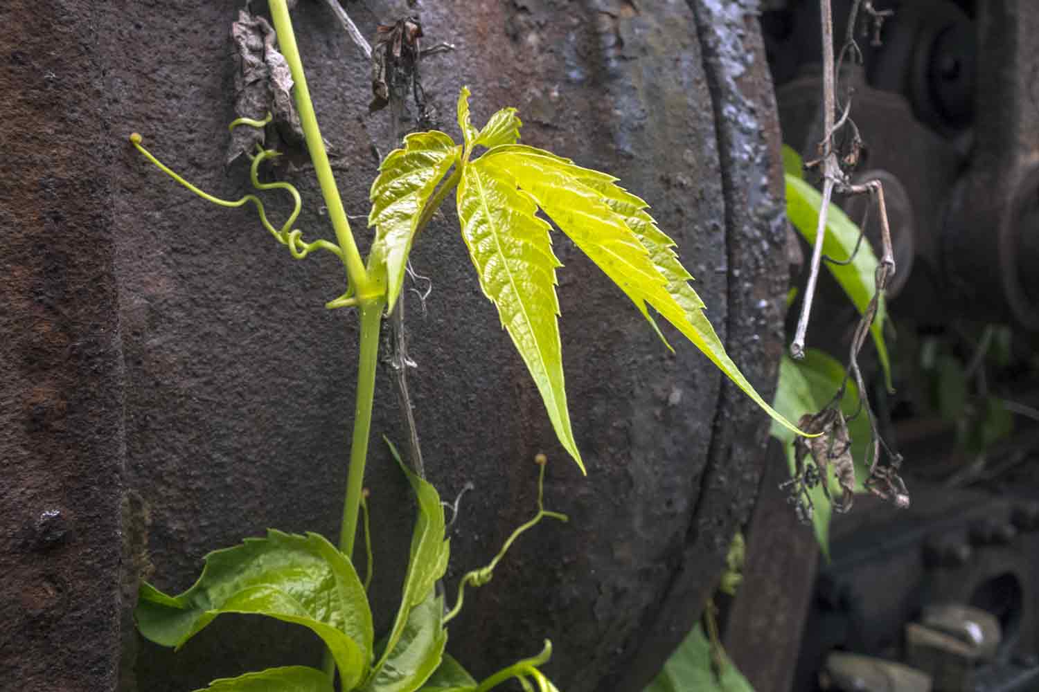 Blatt vor Lokzylinder