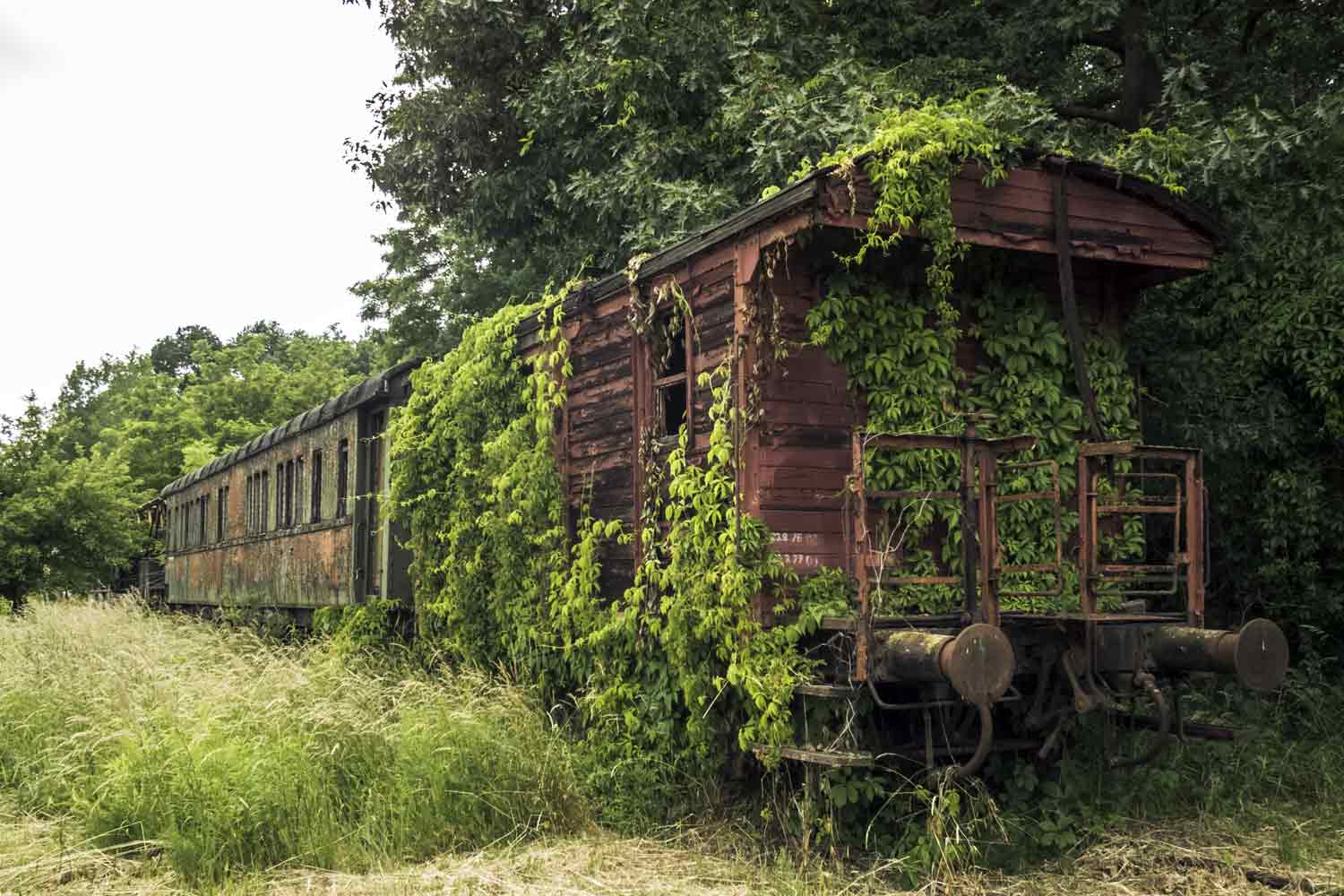 Wagen in der Vegetation