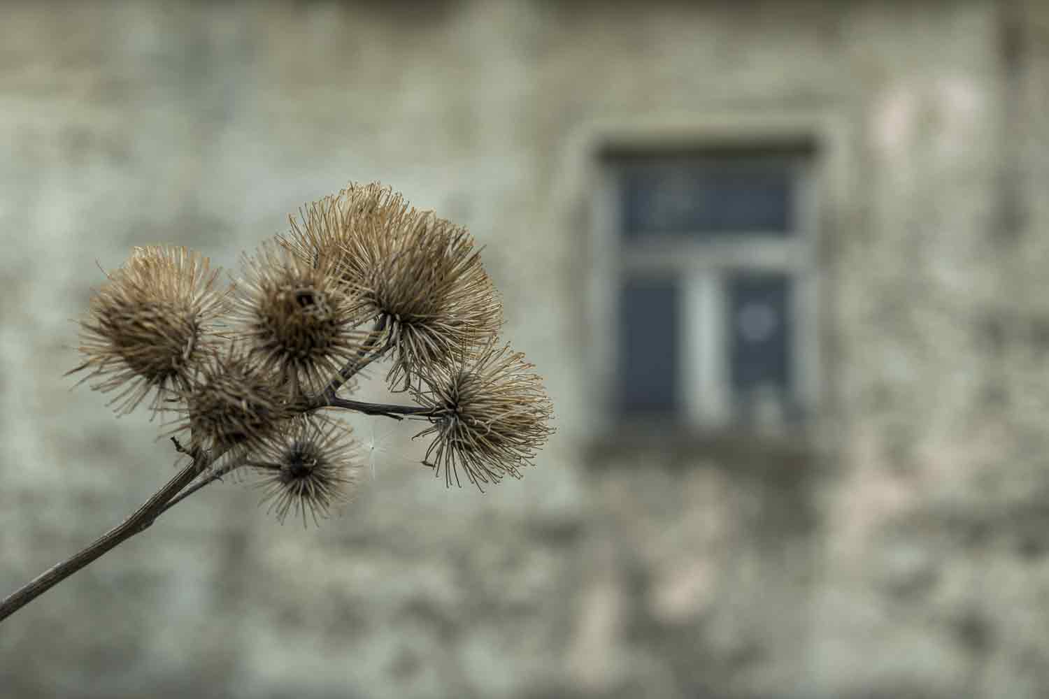 Klettenfrucht vor Mauer