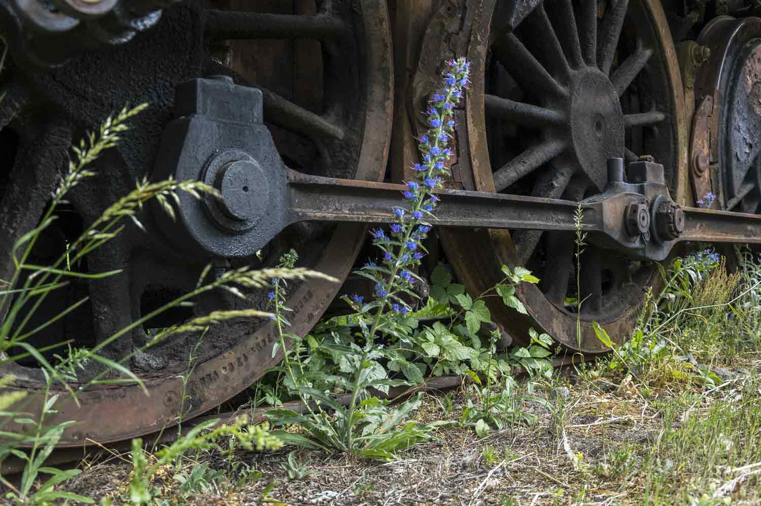 Blüten auf Lokfriedhof