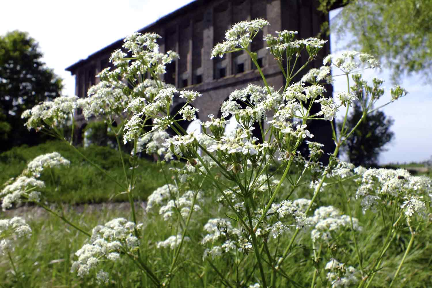 Bauwerk hinter Blüten