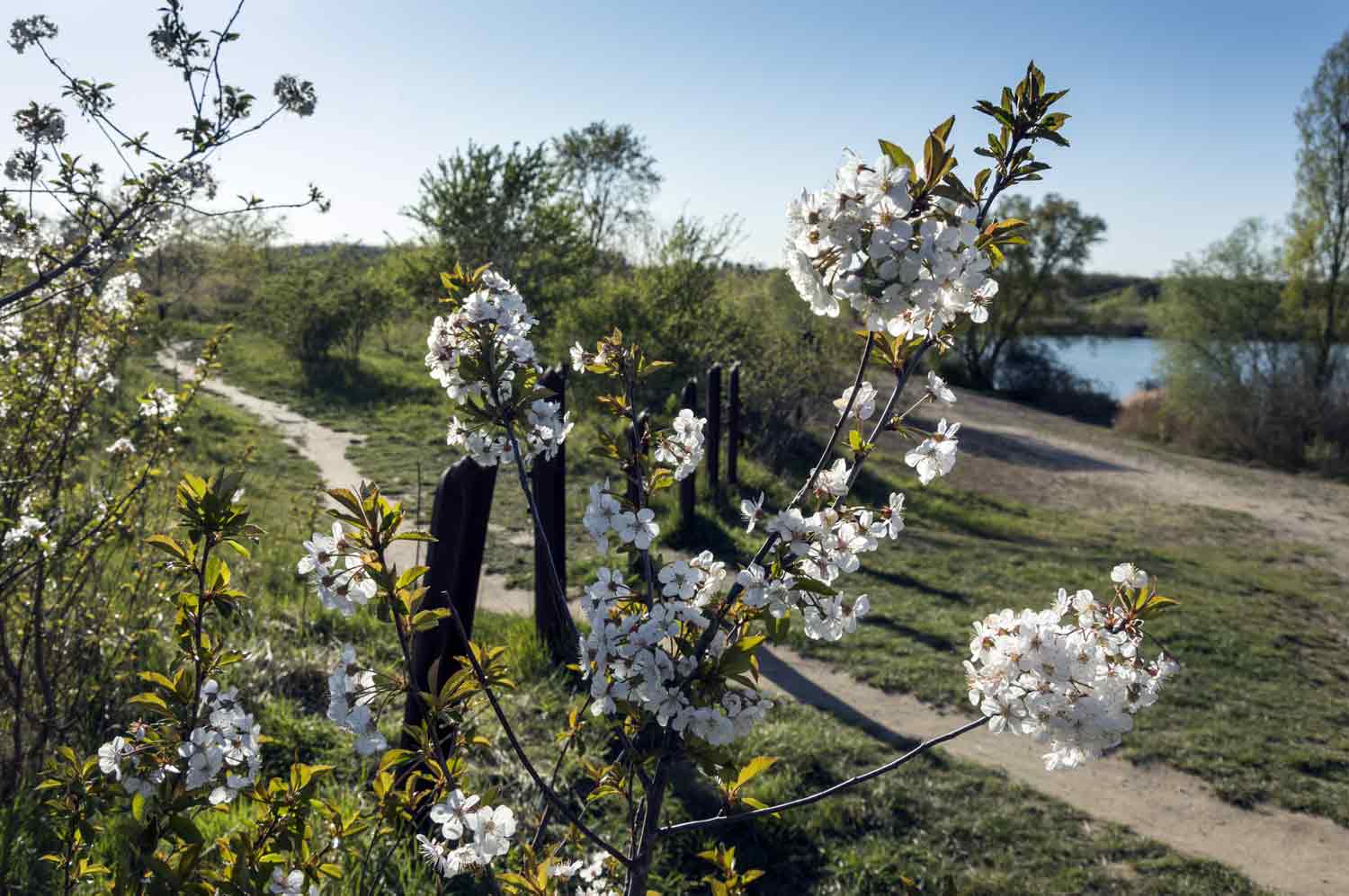 Kirschblüten auf Brache