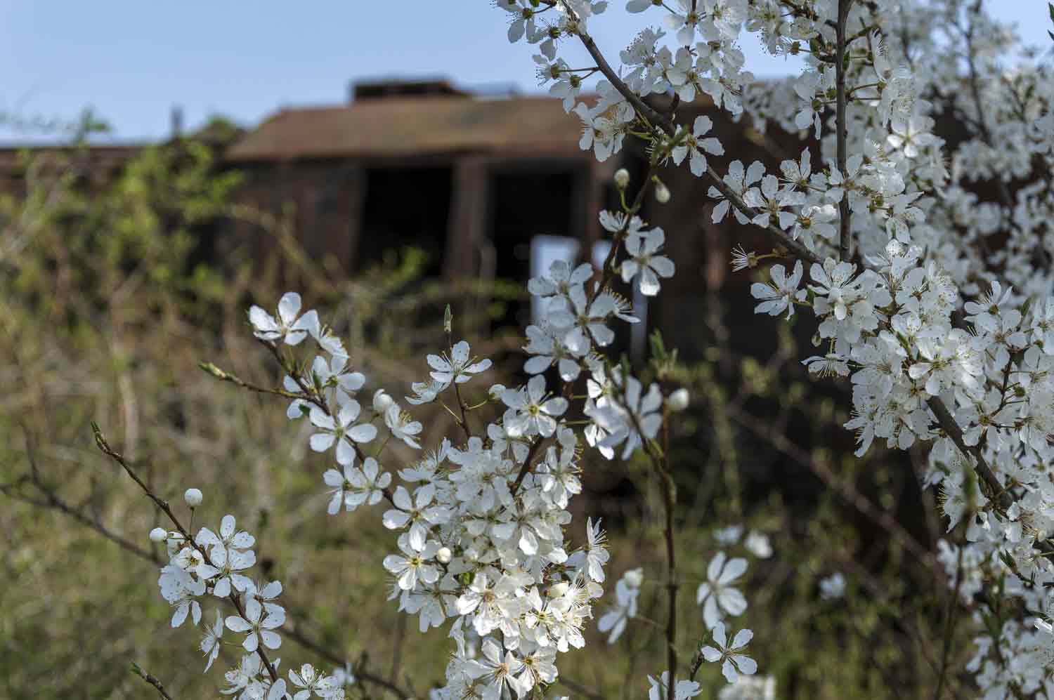 Blüten an Abstellgleis