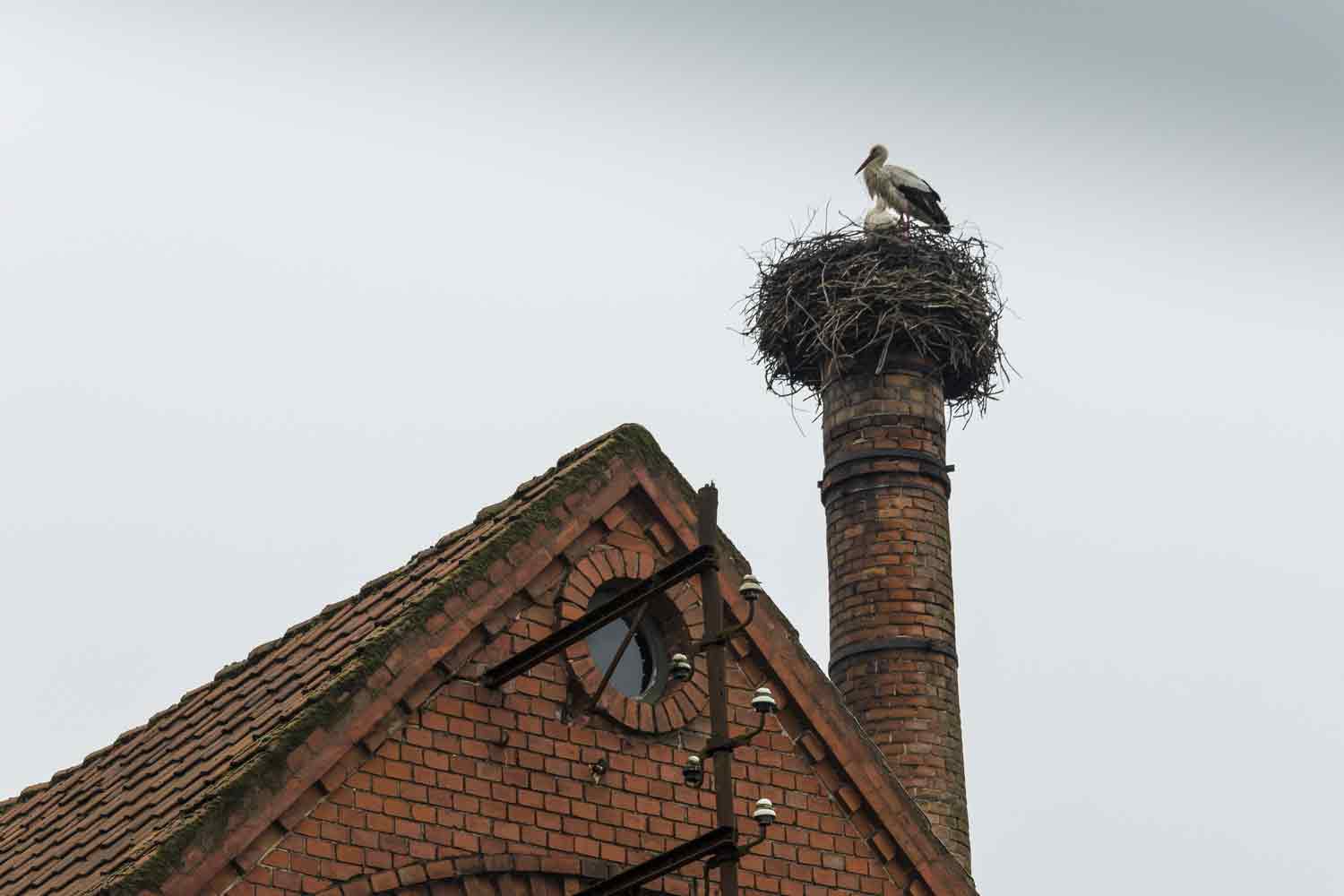 Storchennest auf Schornstein