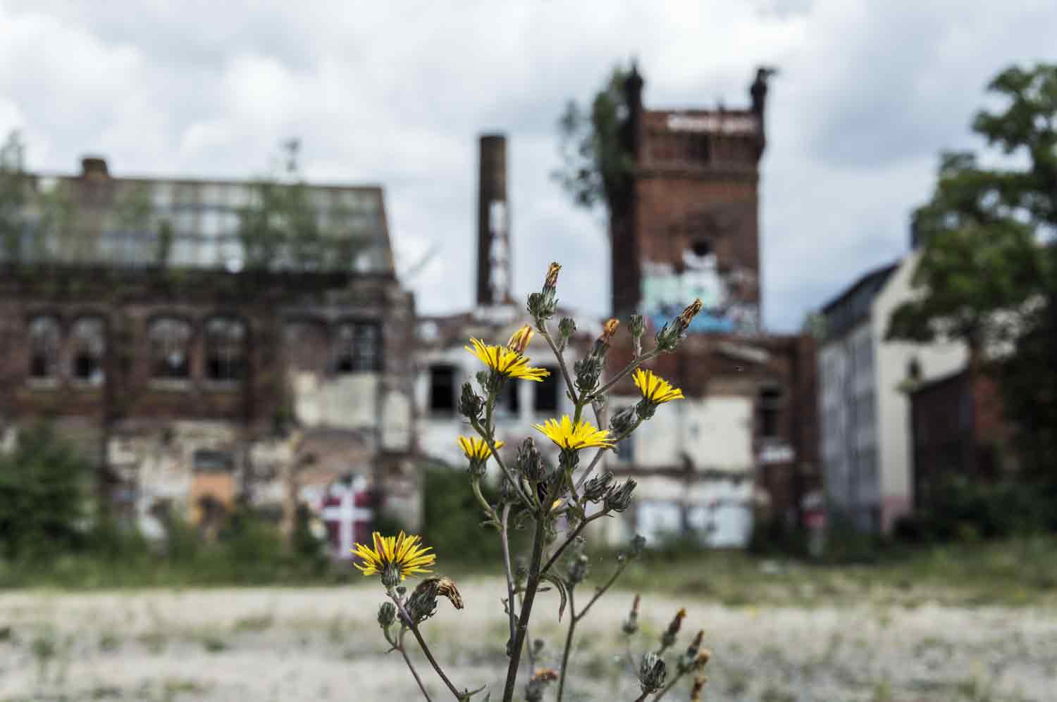 Pflänzchen vor Lostplace