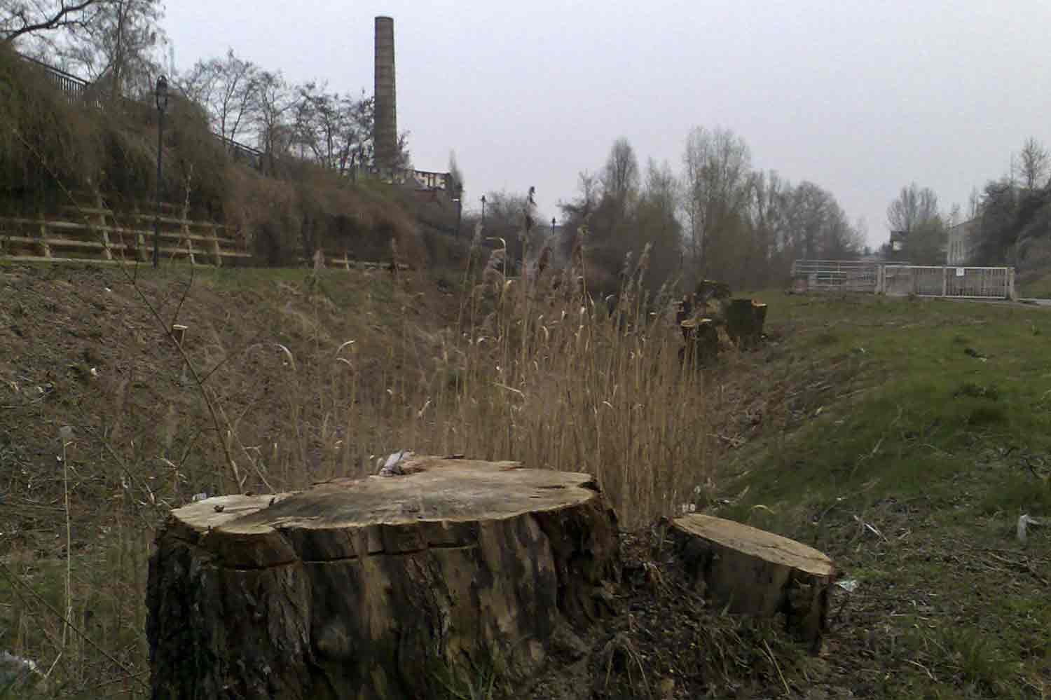 Baumstumpf alter Weide
