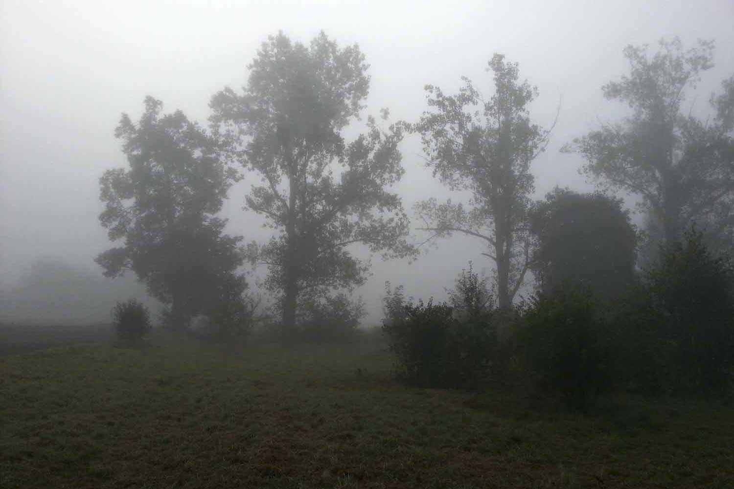 Baumgruppe im Nebel