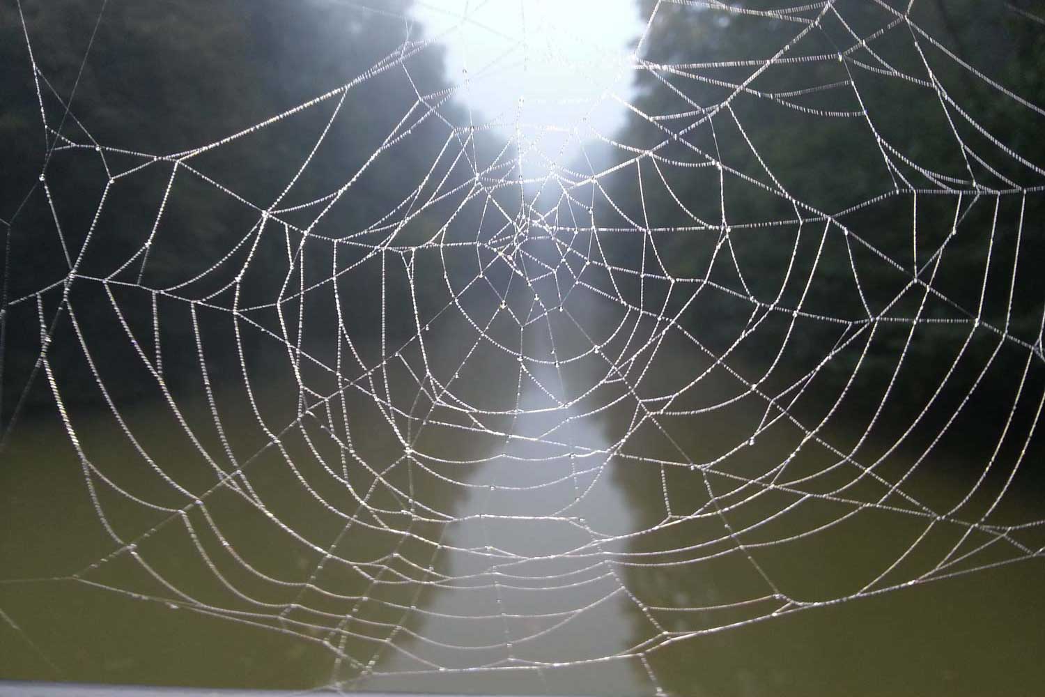 Spinnennetz im Nebel