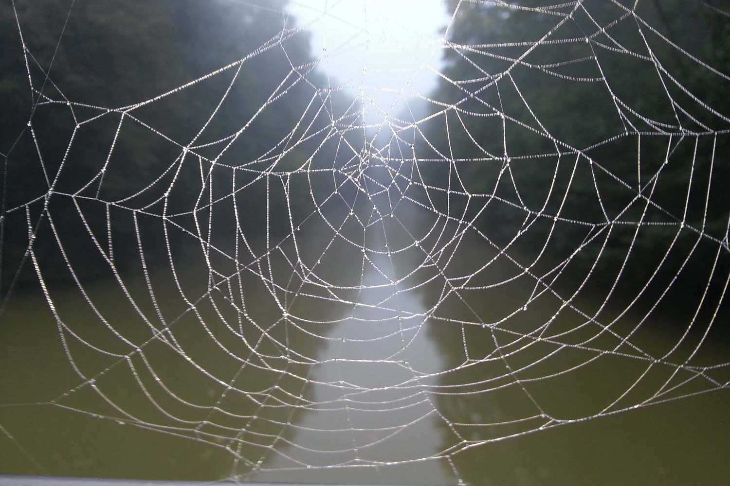 Spinnennetz an Pleißebrücke