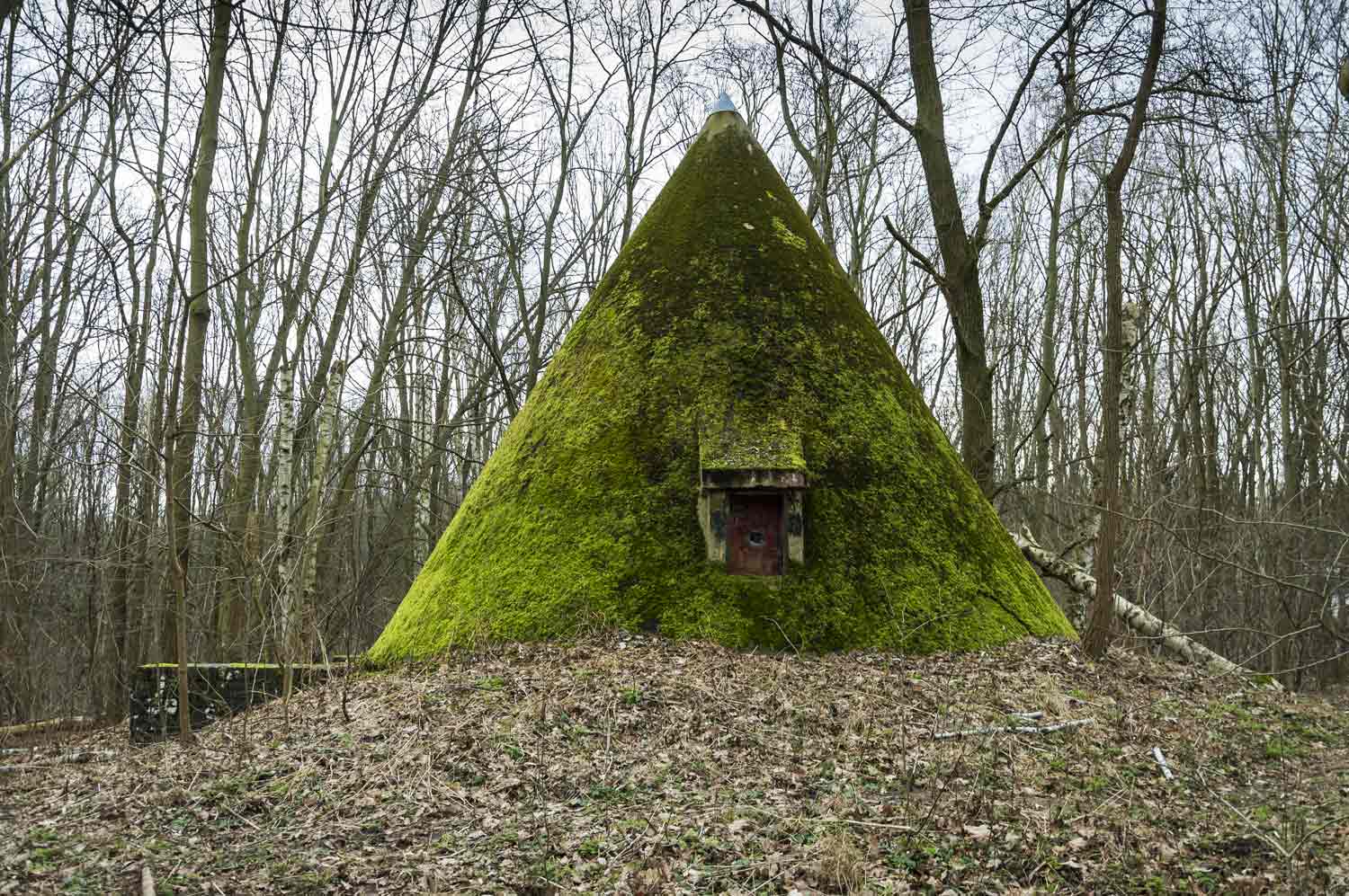 Zum Beitrag 'Trümmerlandschaft im Unterholz'