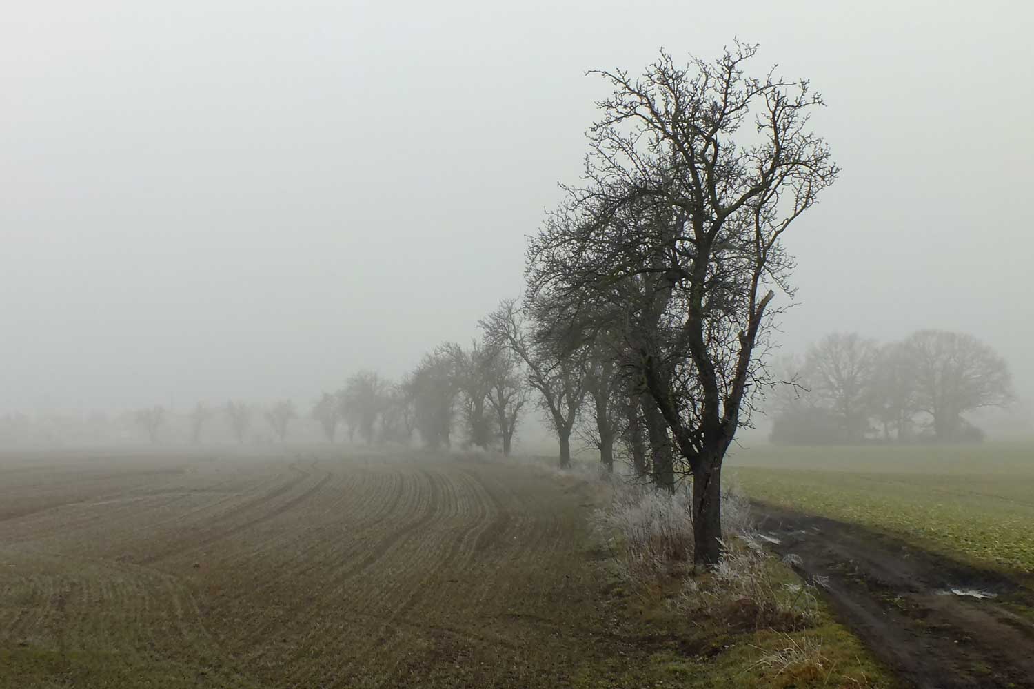 Bäume im Herbstnebel - Novemberbild Bäume im Herbstnebel