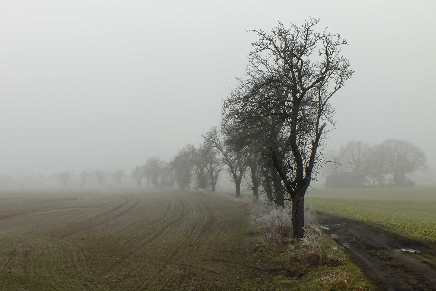 Bäume im Herbstnebel