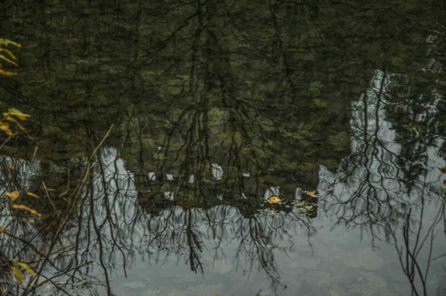 Spiegelbild im Waldsee