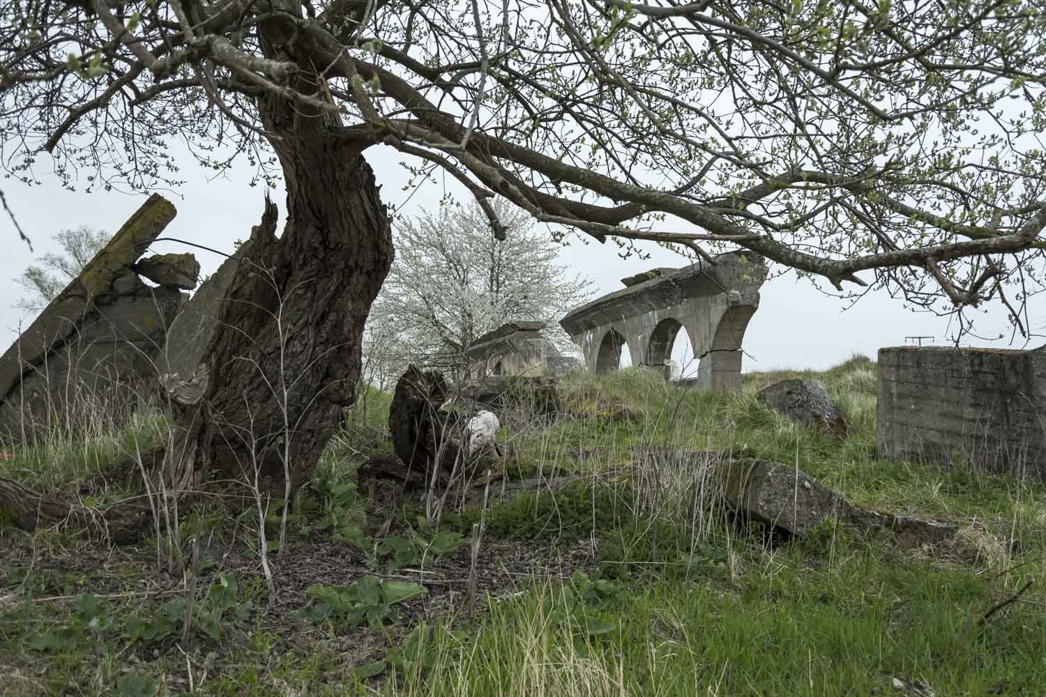 Die Bunker boten der Natur Schutz in unmittelbarer Meeresnähe Alter Baum am Bunker