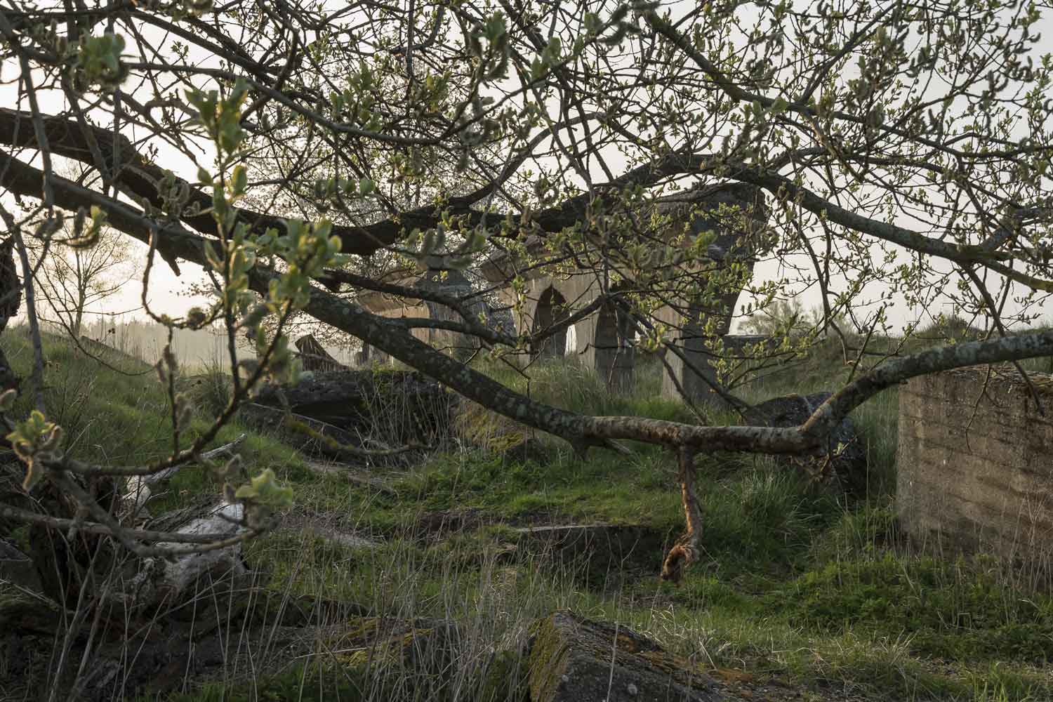 Die Reste von Bunker 6 inmitten der Natur Apfelblüte vor Beton
