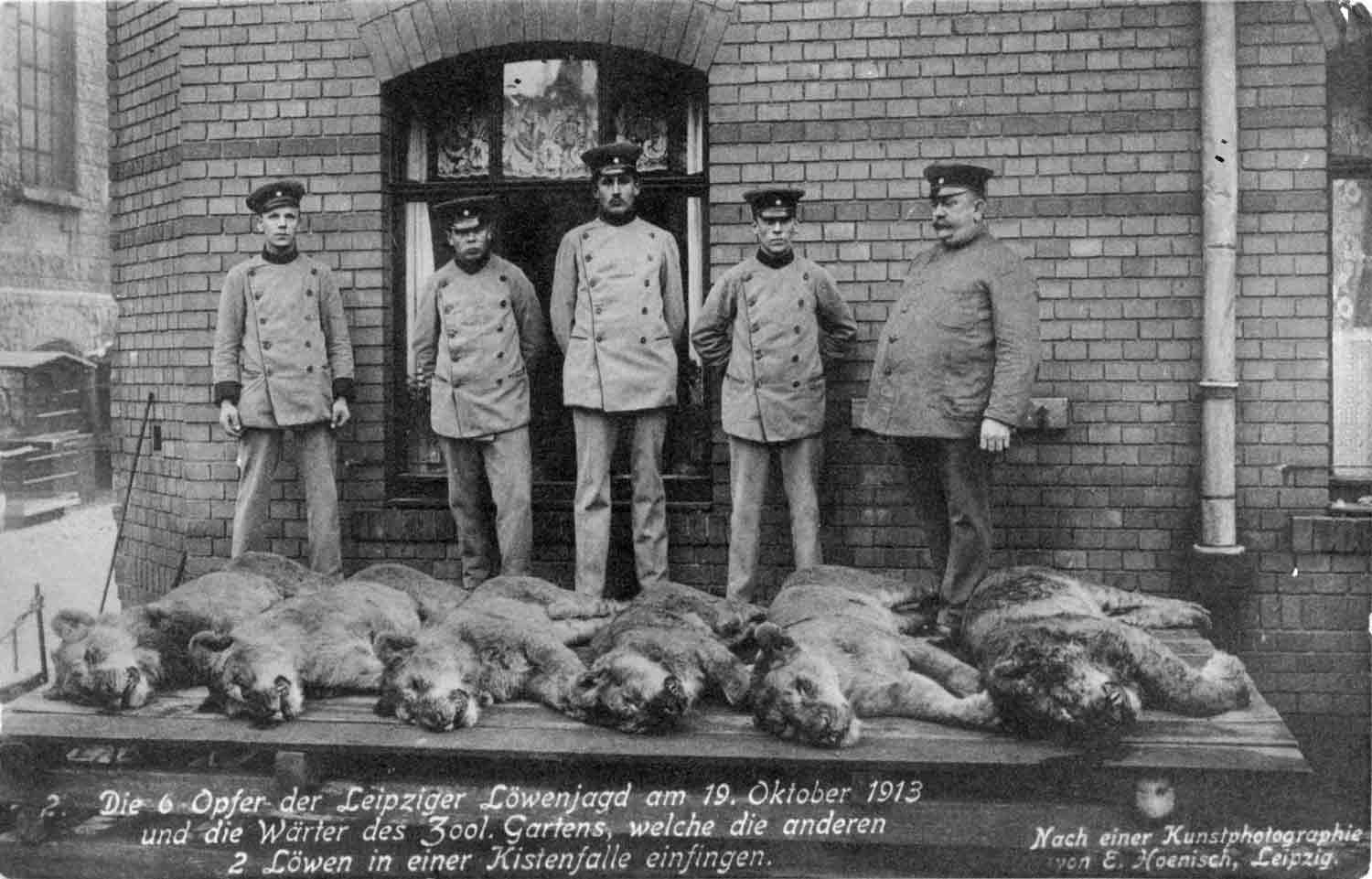 Die erschossenen Löwen auf einer zeitgenössische Ansichtskarte Postkarte Jagdtrophäen