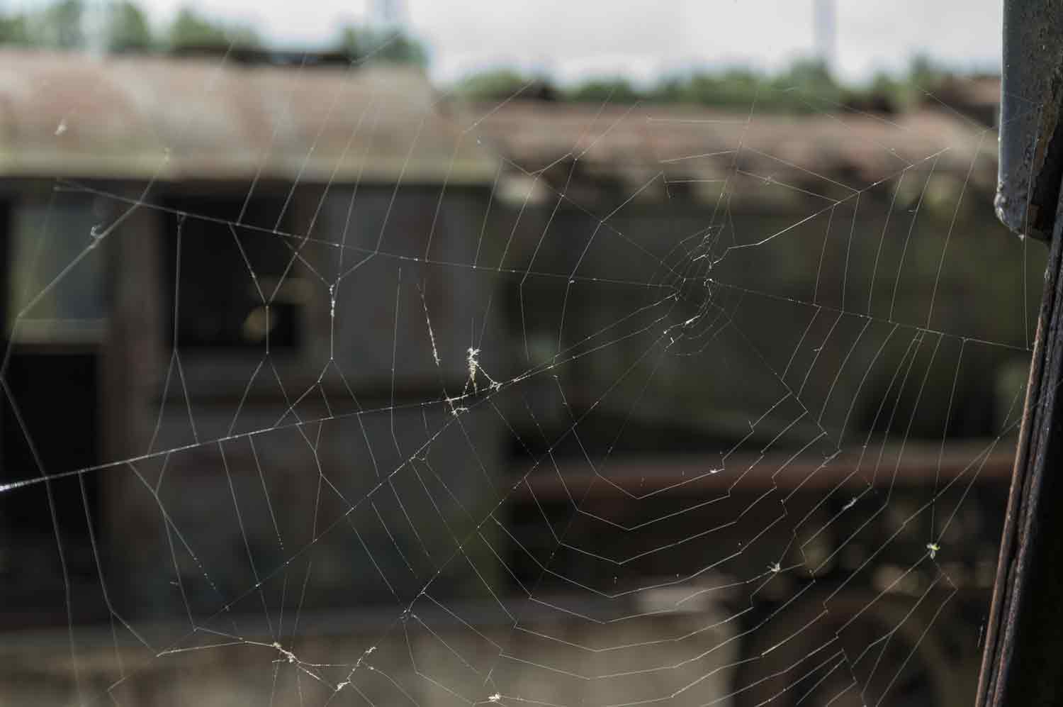 Spinnennetz an Führerstandsfenster