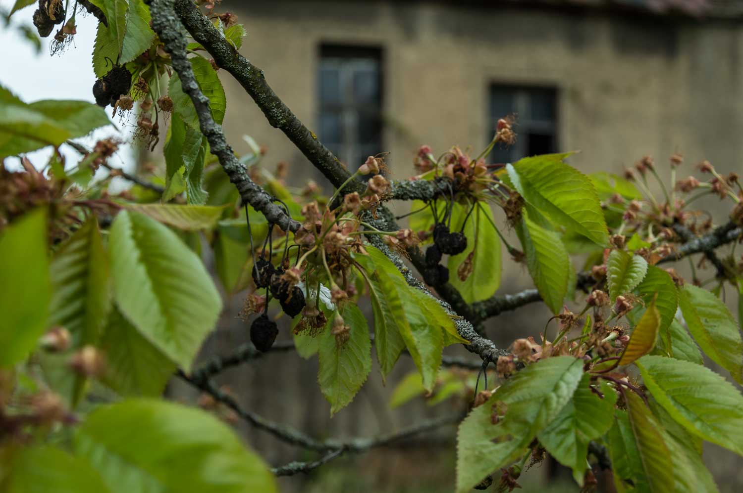 Kirschbaum und Gebäuderest zeigten sich verwahrlost Kirschbau und Taubenhaus