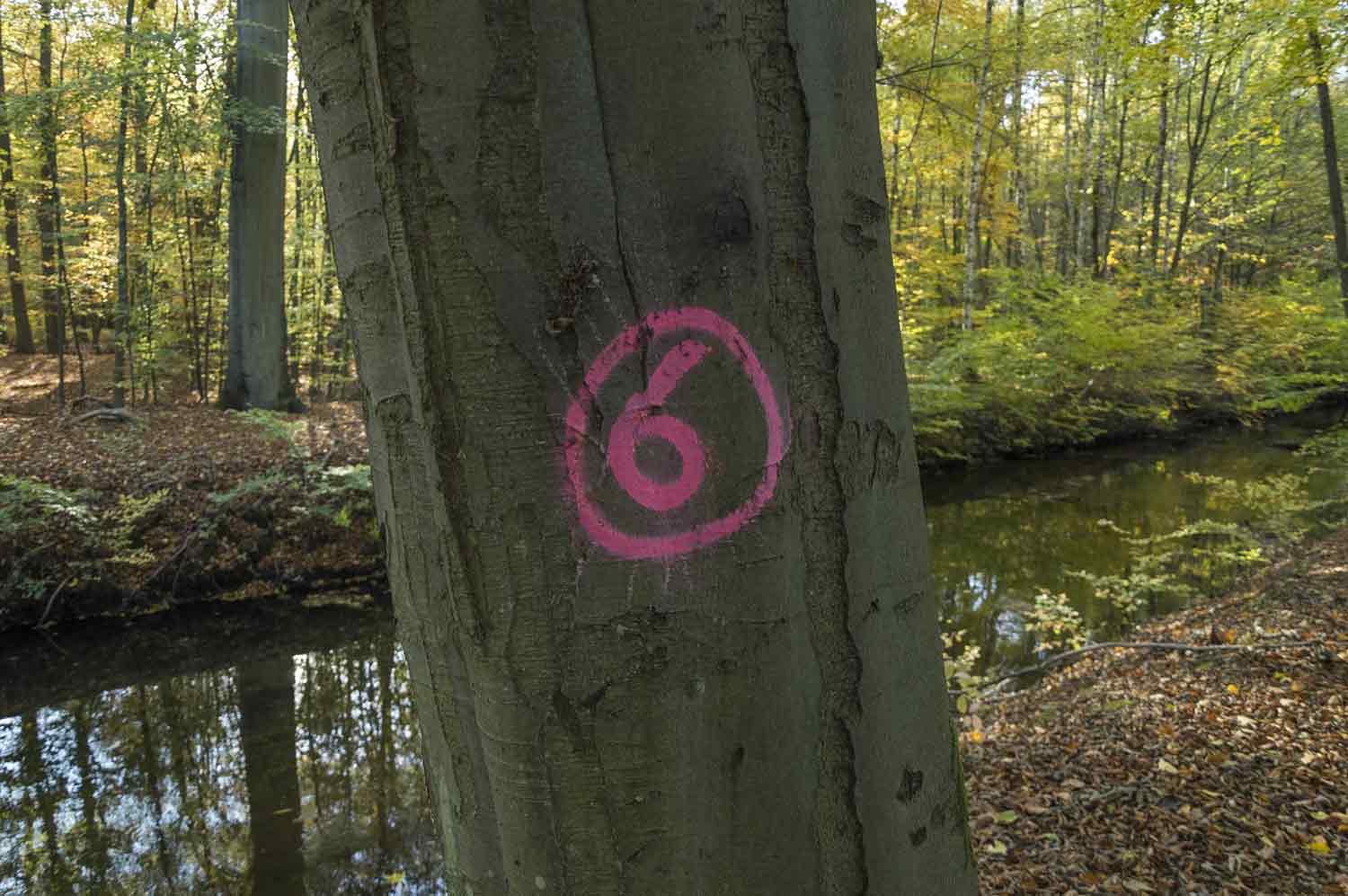 Markierter Baum im Schlosspark Markierter Baum