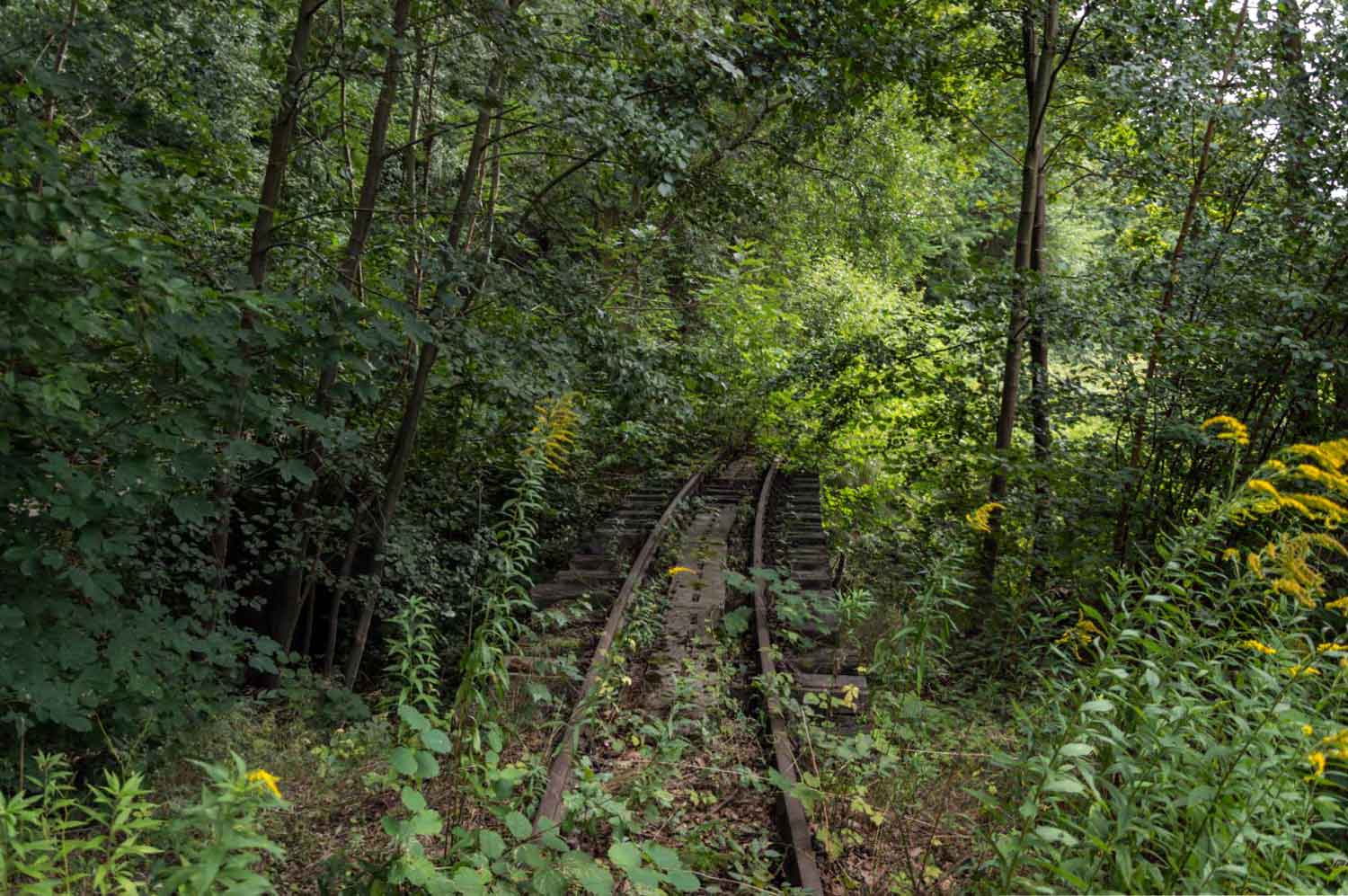 Brücke über den Kemmlitzbach kurz vor dem Streckenende in Kemmlitz Bahnbrücke im Wildwuchs