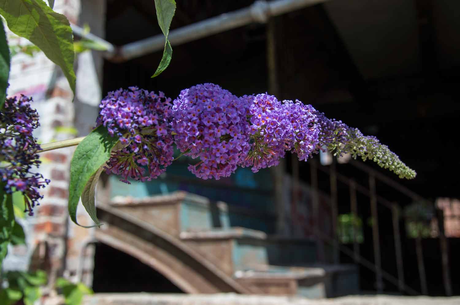 Fliederblüten an der Swiderski-Ruine in Leipzig Plagwitz Fliederblüte