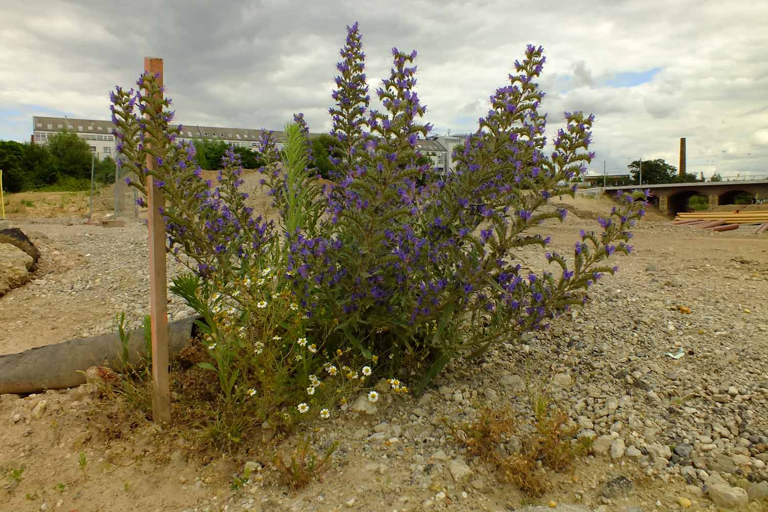 Auf der beräumten Brachfläche vor dem Bau des Lindenauer Hafenviertels Blüten auf Bauland