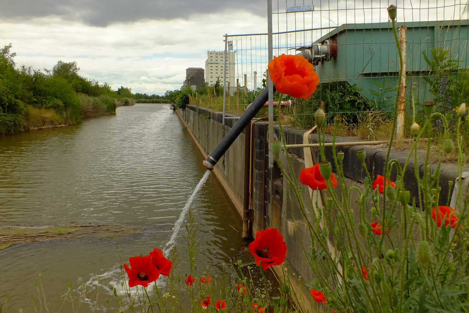 Der Mohn setzt farbige Akzente auf der Baustelle im Lindenauer Hafen Mohn auf Baustelle