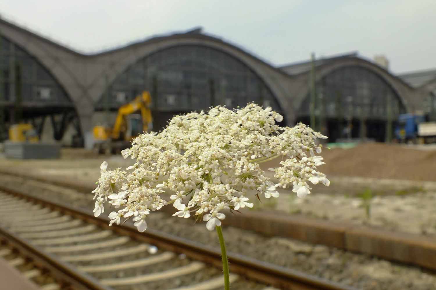 Wildblume am Bahnsteig