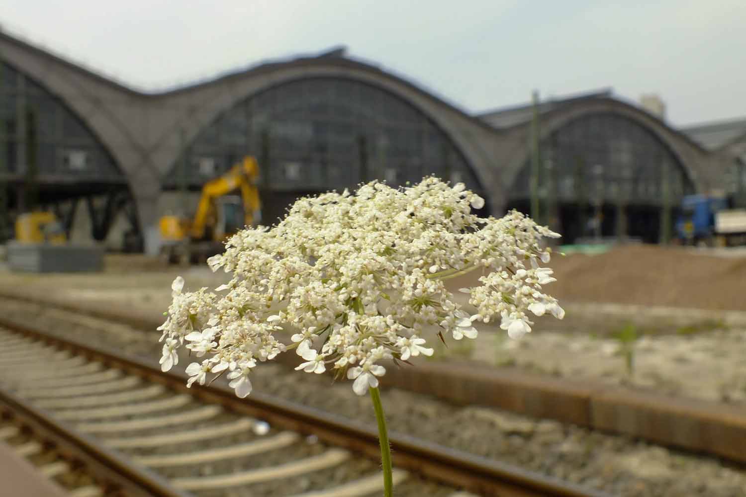 Wildblume an einem gesperrten Bahnsteig im Leipziger Hauptnahnhof Blume auf Bahnsteig