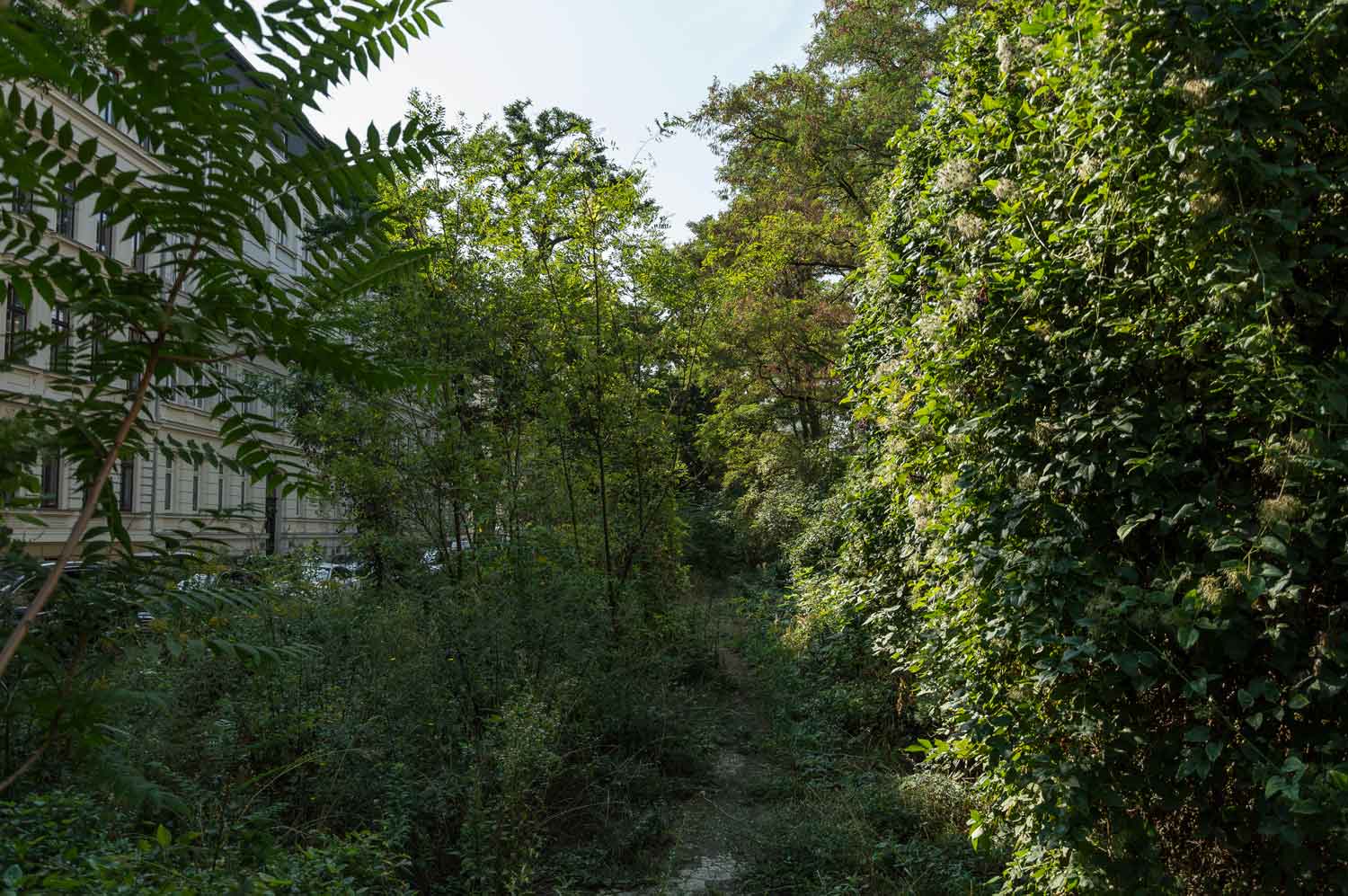 Wildwuchs entlang des verrohrten Pleißemühlgrabens in Leipziger Gründerzeitviertel Straße im Wildwuchs